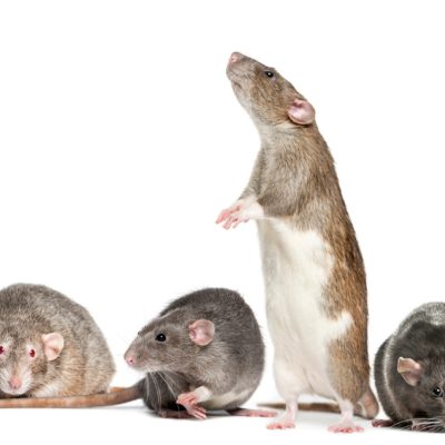 Rats en entreprise : comment prévenir et agir rapidement ?