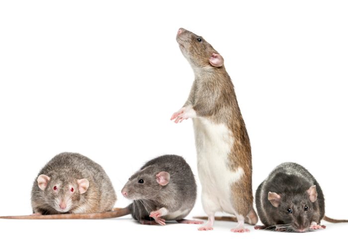 Rats en entreprise : comment prévenir et agir rapidement ?