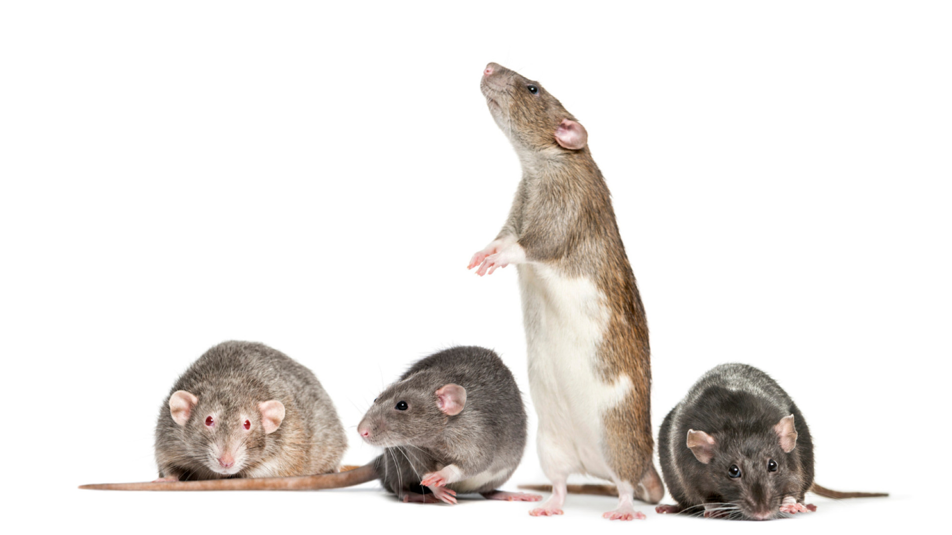 Rats en entreprise : comment prévenir et agir rapidement ?